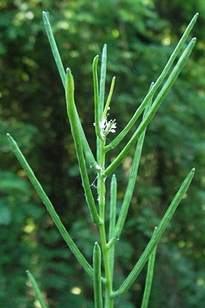 Alliaria petiolata \ Knoblauch-Rauke, Knoblauch-Hederich, F Allevard 11.6.2006