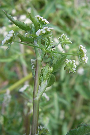 Apium nodiflorum / Fool's Water-Cress, F Saint-Guilhem-le-Desert 1.6.2009