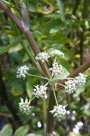 Apium nodiflorum / Fool's Water-Cress, F Saint-Guilhem-le-Desert 1.6.2009