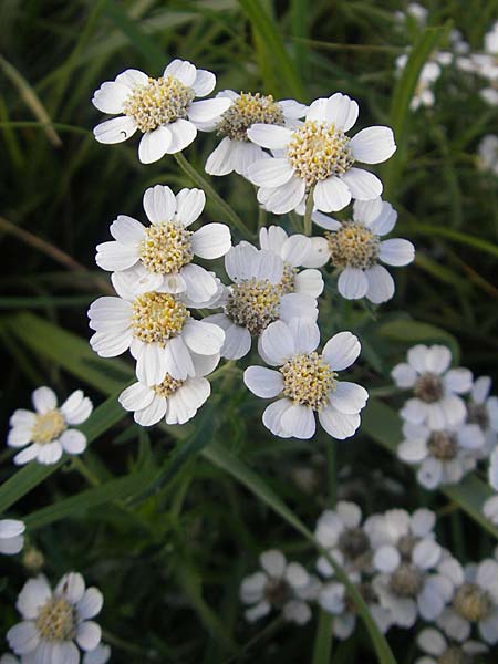 Achillea pyrenaica \ Pyrenen-Sumpf-Schafgarbe / Pyrenean Sneezewort, F Auvergne Donjon 27.8.2011