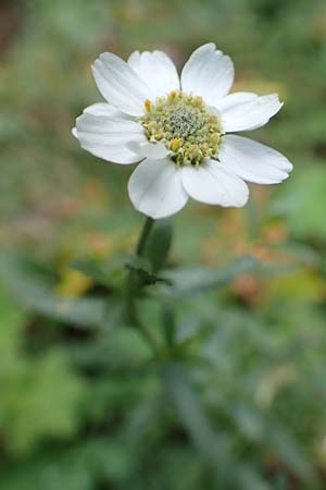 Achillea pyrenaica \ Pyrenen-Sumpf-Schafgarbe / Pyrenean Sneezewort, F Pyrenäen/Pyrenees, Eyne 4.8.2018