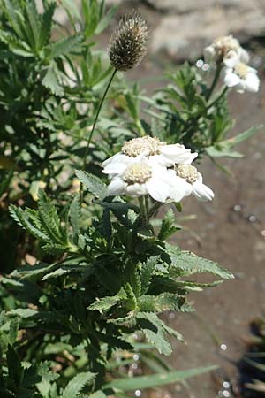 Achillea pyrenaica \ Pyrenen-Sumpf-Schafgarbe / Pyrenean Sneezewort, F Pyrenäen/Pyrenees, Eyne 4.8.2018