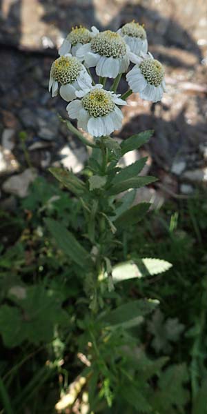 Achillea pyrenaica \ Pyrenen-Sumpf-Schafgarbe, F Pyrenäen, Eyne 4.8.2018