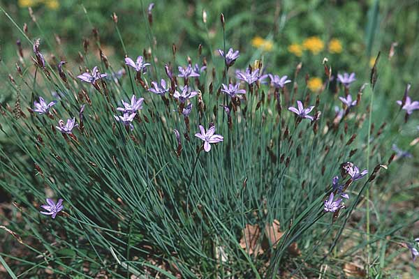 Aphyllanthes monspeliensis \ Binsenlilie / Blue Aphyllanthes, F Corbières, Letzignan 13.5.1996