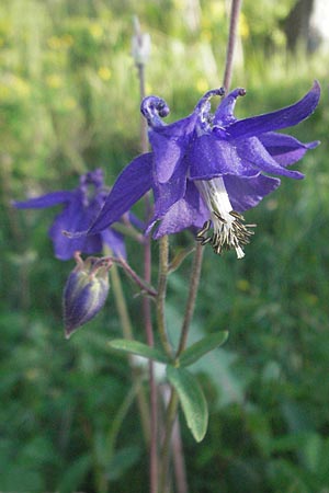 Aquilegia vulgaris \ Gemeine Akelei, F Serres 10.6.2006