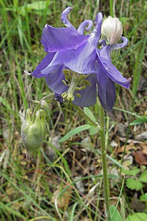 Aquilegia vulgaris \ Gemeine Akelei / Columbine, F Pyrenäen/Pyrenees, Olette 14.5.2007