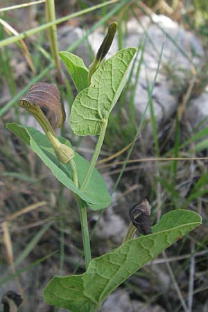 Aristolochia rotunda / Round-Rooted Birthwort, Smearwort, F Causse du Larzac 8.6.2006