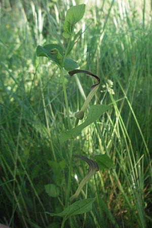 Aristolochia rotunda \ Rundknollige Osterluzei / Round-Rooted Birthwort, Smearwort, F Causse du Larzac 8.6.2006