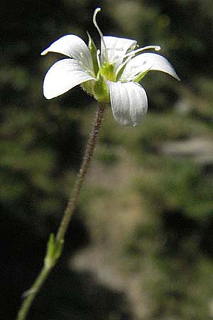 Arenaria grandiflora \ Grobltiges Sandkraut / Large-Flowered Sandwort, F Pyrenäen/Pyrenees, Eyne 9.8.2006