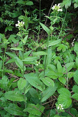 Arabis turrita \ Turm-Gnsekresse / Tower Cress, F Aspres 12.5.2007