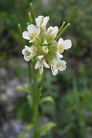 Arabis turrita \ Turm-Gnsekresse / Tower Cress, F Serres 12.5.2007