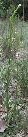 Arabis hirsuta / Hairy Rock-Cress, F Serres 12.5.2007