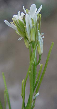 Arabis hirsuta / Hairy Rock-Cress, F Serres 12.5.2007