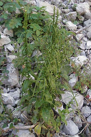 Arabis turrita \ Turm-Gnsekresse / Tower Cress, F Clue de Chabrieres 12.5.2007