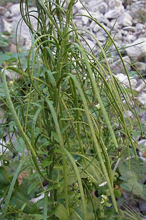 Arabis turrita \ Turm-Gnsekresse / Tower Cress, F Clue de Chabrieres 12.5.2007