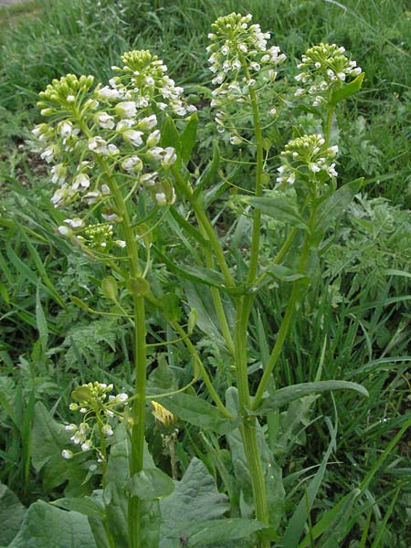 Thlaspi arvense \ Acker-Hellerkraut, Acker-Tschelkraut, F Pyrenäen, Eyne 14.5.2007