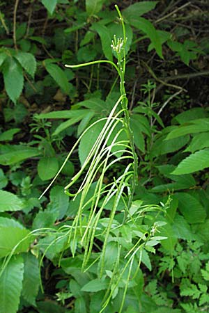 Arabis turrita \ Turm-Gnsekresse / Tower Cress, F Pyrenäen/Pyrenees, Olette 14.5.2007