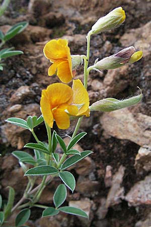 Argyrolobium zanonii \ Silberklee, Silberhlse / Silverleaf, F Causse du Larzac 16.5.2007