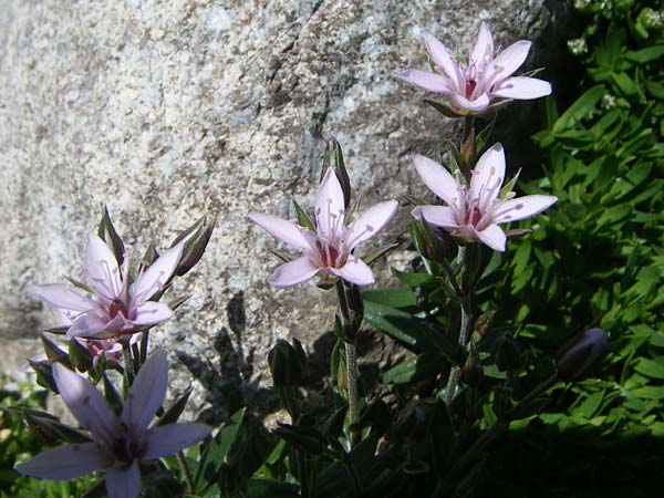 Arenaria purpurascens \ Rosafarbenes Sandkraut, Purpur-Sandkraut / Pink Sandwort, Purplish Sandwort, F Col de Lautaret Botan. Gar. 28.6.2008