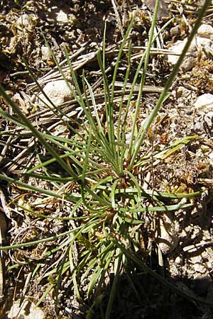 Armeria girardii \ Girard-Grasnelke, F Causse Noir 28.5.2009