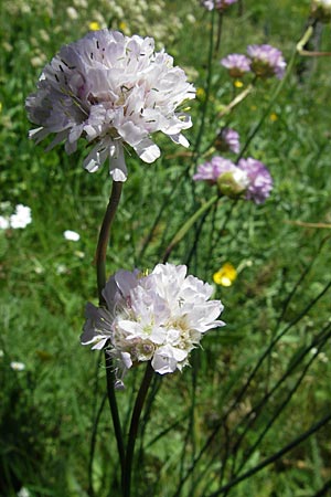 Armeria maritima subsp. alpina \ Alpen-Grasnelke, F Millau 29.5.2009
