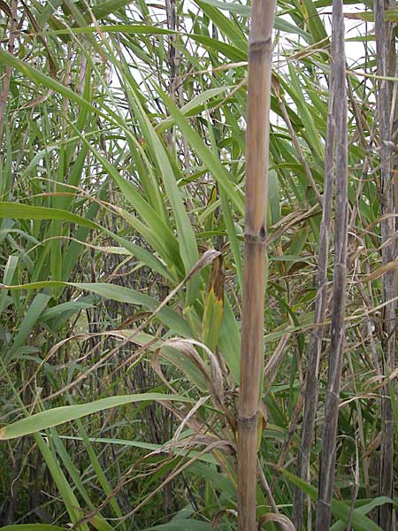 Arundo donax \ Pfahlrohr, Spanisches Rohr / Giant Reed, F Sète 5.6.2009