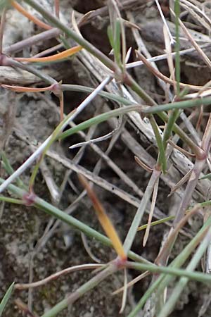 Asperula rupicola \ Piemonteser Meister, F Savines-le-Lac 8.7.2016