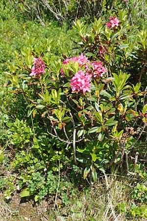 Rhododendron ferrugineum \ Rostblättrige Alpenrose / Alpenrose, F Collet de Allevard 9.7.2016