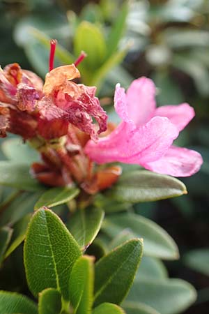 Rhododendron ferrugineum \ Rostblttrige Alpenrose, F Pyrenäen, Puigmal 1.8.2018