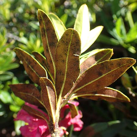 Rhododendron ferrugineum \ Rostblttrige Alpenrose / Alpenrose, F Pyrenäen/Pyrenees, Mont Louis 3.8.2018