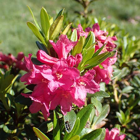 Rhododendron ferrugineum \ Rostblttrige Alpenrose / Alpenrose, F Pyrenäen/Pyrenees, Mont Louis 3.8.2018