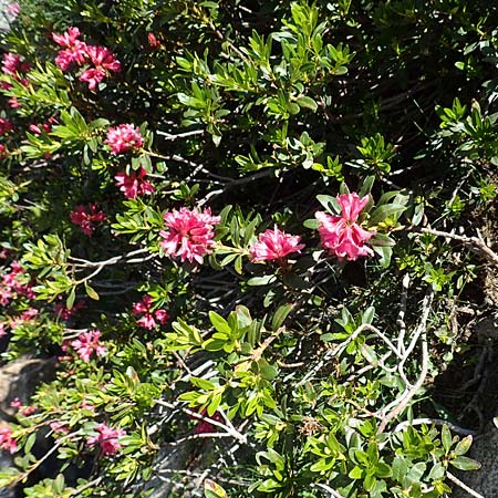 Rhododendron ferrugineum \ Rostblttrige Alpenrose, F Pyrenäen, Mont Louis 3.8.2018