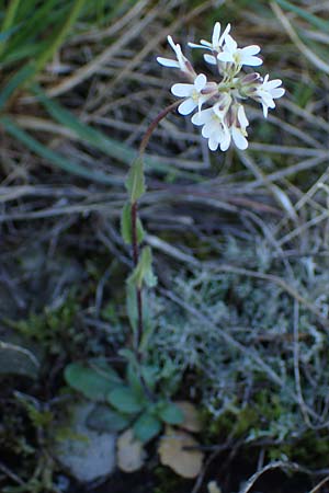 Arabis auriculata \ Gehrte Gnsekresse / Annual Rock-Cress, F Caussols 2.5.2023