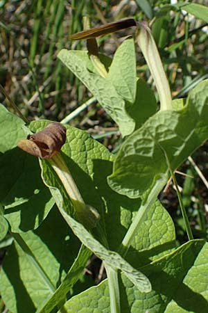 Aristolochia rotunda / Round-Rooted Birthwort, Smearwort, F Camargue,  Salin-de-Giraud 3.5.2023