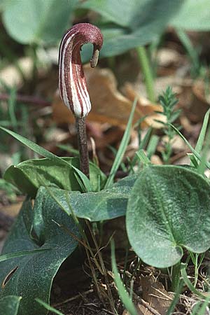 Arisarum vulgare / Friar's Cowl, F Giens 8.3.1998