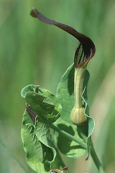 Aristolochia rotunda / Round-Rooted Birthwort, Smearwort, F Mas de Londres 22.5.1998