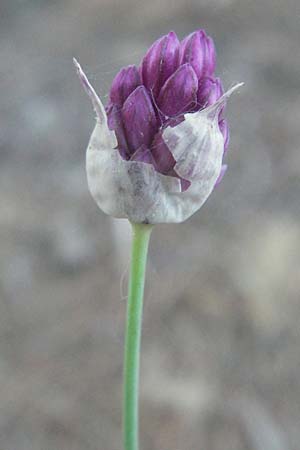 Allium sphaerocephalon \ Kugel-Lauch, F Mouries 9.6.2006