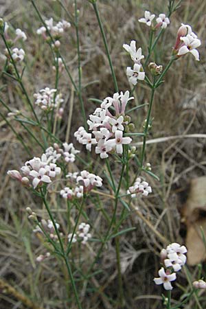 Asperula cynanchica \ Hgel-Meier / Squinancy Wort, F Pyrenäen/Pyrenees, Eus 14.8.2006