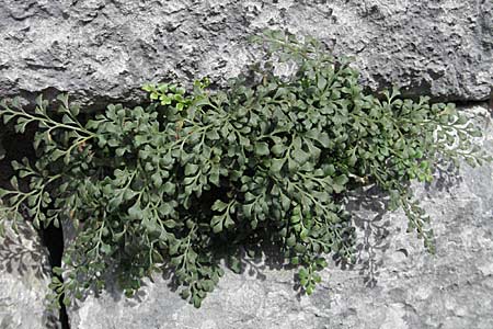 Asplenium ruta-muraria \ Gewhnliche Mauerraute, F Montsegur 15.8.2006