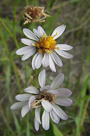 Tripolium pannonicum subsp. tripolium \ Meer-Aster, Strand-Aster / Sea Aster, F Mauguio 13.5.2007