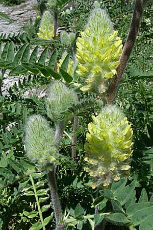 Astragalus alopecurus \ Fuchsschwanz-Tragant / Foxtail Milk-Vetch, F Queyras, Vieille Ville 22.6.2008