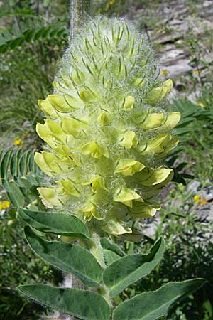 Astragalus alopecurus / Foxtail Milk-Vetch, F Queyras, Vieille Ville 22.6.2008