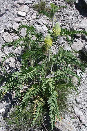 Astragalus alopecurus / Foxtail Milk-Vetch, F Queyras, Vieille Ville 22.6.2008