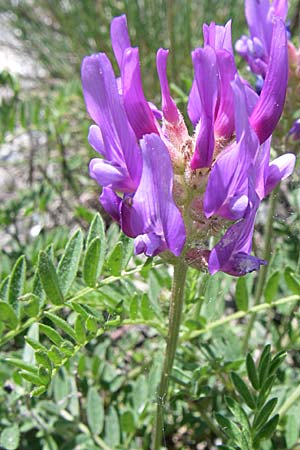 Astragalus hypoglottis \ Purpur-Tragant / Purple Milk-Vetch, F Queyras, Vieille Ville 22.6.2008