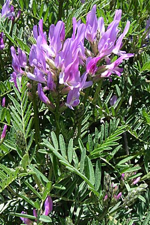 Astragalus hypoglottis \ Purpur-Tragant, F Queyras, Vieille Ville 22.6.2008