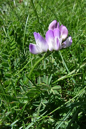 Astragalus alpinus \ Alpen-Tragant / Alpine Milk-Vetch, F Pyrenäen/Pyrenees, Eyne 25.6.2008