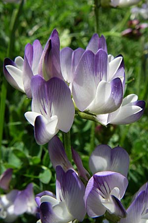 Astragalus alpinus \ Alpen-Tragant / Alpine Milk-Vetch, F Pyrenäen/Pyrenees, Eyne 25.6.2008