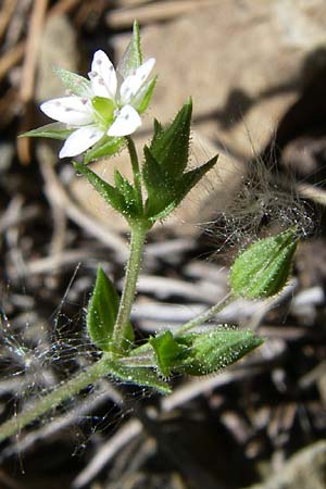 Arenaria serpyllifolia \ Quendelblttriges Sandkraut / Thyme-Leaved Sandwort, F Pyrenäen/Pyrenees, Err 26.6.2008