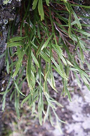 Asplenium septentrionale \ Nordischer Streifenfarn / Forked Spleenwort, F Vogesen/Vosges, Col de la Schlucht 5.8.2008