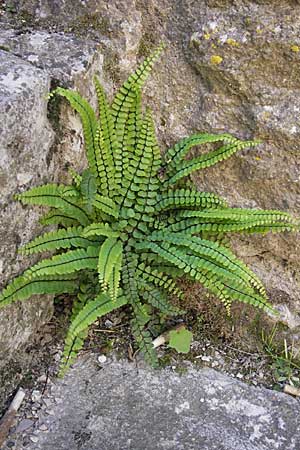 Asplenium trichomanes s.l. \ Braunstieliger Streifenfarn, F La Couvertoirade 27.5.2009